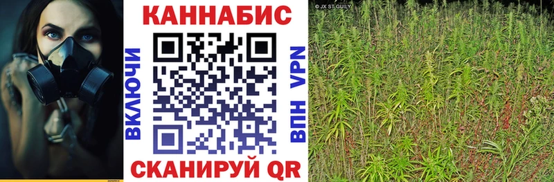 Конопля гибрид  Городец 